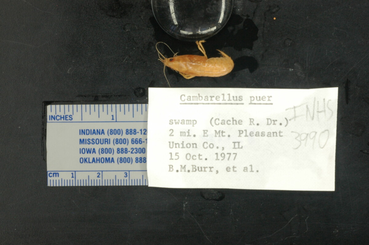 Cambarellus puer image